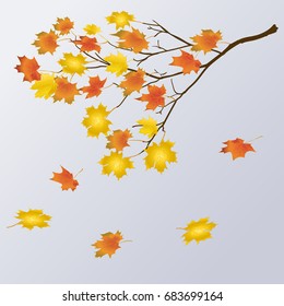 Maple tree with colorful leaves isolated on blue background. Vector illustration
