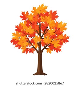 Maple tree displaying autumn foliage on white background studio setting.
