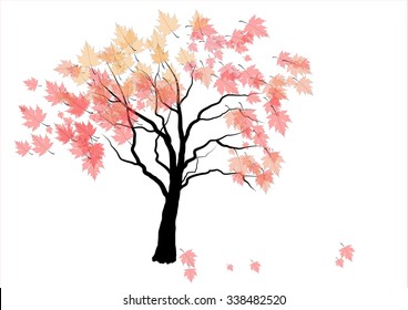 Maple tree  ,fulling  leaves on white background,vector illustration