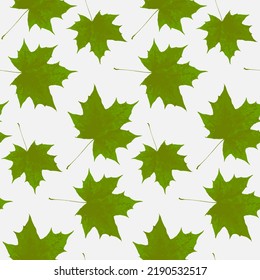 Patrón transparente de hoja verde de arce, fondo de repetición para el textil y el diseño