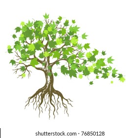  maple tree with green leaves