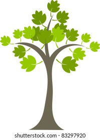 Maple tree with green leaves isolated over white. Vector