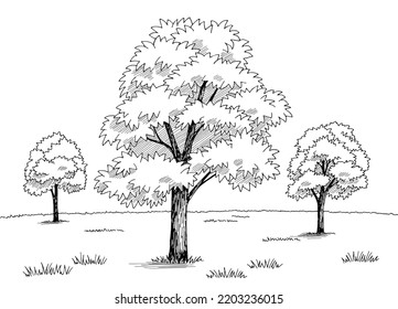 Maple tree grove graphic black white landscape sketch illustration vector 