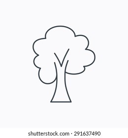 Maple tree icon. Forest wood sign. Nature environment symbol. Linear outline icon on white background. Vector