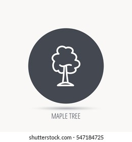 Maple tree icon. Forest wood sign. Nature environment symbol. Round web button with flat icon. Vector