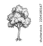 Maple tree ink sketch. Hand drawn vector illustration isolated on white background. Vintage style.