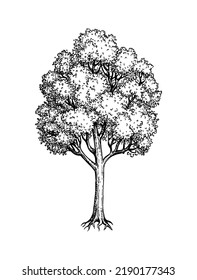 Maple tree ink sketch. Hand drawn vector illustration. Vintage style stroke drawing.