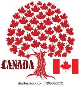 Maple Tree. Isolated tree on white background