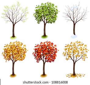 Maple Tree. Isometric Trees In Vector (Four Seasons Series)