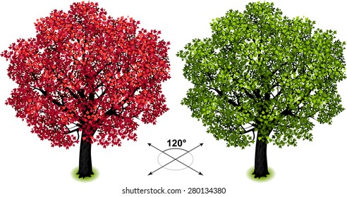  Maple Tree. Isometric Trees In Vector 