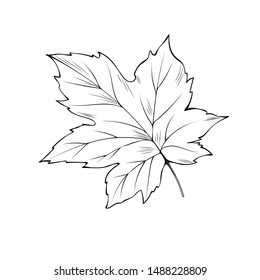 Maple tree leaf hand drawn vector illustration. Thanksgiving day, autumn season, Canada outline symbol closeup. Forest flora, herbarium element monochrome drawing isolated on white background