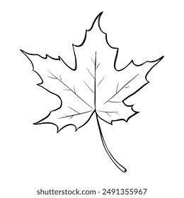 Hoja de árbol de arce dibujado a mano Ilustración vectorial. Día de Acción de Gracias, temporada de otoño, primer plano del símbolo del contorno de Canadá. Flora forestal, elemento de herbario dibujo monocromo aislado sobre fondo blanco