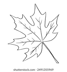 Hoja de árbol de arce dibujado a mano Ilustración vectorial. Día de Acción de Gracias, temporada de otoño, primer plano del símbolo del contorno de Canadá. Flora forestal, elemento de herbario dibujo monocromo aislado sobre fondo blanco