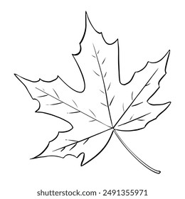 Hoja de árbol de arce dibujado a mano Ilustración vectorial. Día de Acción de Gracias, temporada de otoño, primer plano del símbolo del contorno de Canadá. Flora forestal, elemento de herbario dibujo monocromo aislado sobre fondo blanco