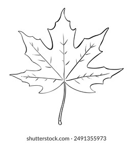 Hoja de árbol de arce dibujado a mano Ilustración vectorial. Día de Acción de Gracias, temporada de otoño, primer plano del símbolo del contorno de Canadá. Flora forestal, elemento de herbario dibujo monocromo aislado sobre fondo blanco