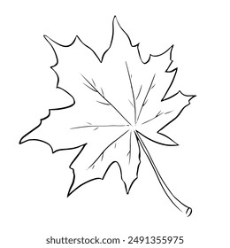 Hoja de árbol de arce dibujado a mano Ilustración vectorial. Día de Acción de Gracias, temporada de otoño, primer plano del símbolo del contorno de Canadá. Flora forestal, elemento de herbario dibujo monocromo aislado sobre fondo blanco