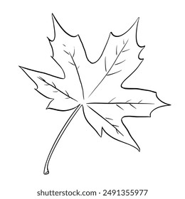 Hoja de árbol de arce dibujado a mano Ilustración vectorial. Día de Acción de Gracias, temporada de otoño, primer plano del símbolo del contorno de Canadá. Flora forestal, elemento de herbario dibujo monocromo aislado sobre fondo blanco