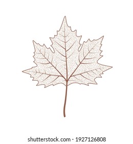 Maple tree leaf set. Autumn leaves isolated vector illustration on white background. Fall decoration clip art