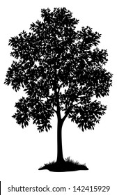 Maple Tree With Leaves And Grass, Black Silhouette On White Background. Vector