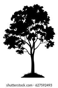 Maple Tree with Leaves and Grass Black Silhouette Isolated on White Background. Vector