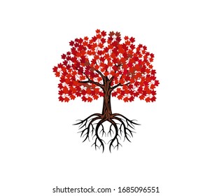 maple tree with roots vector illustration.