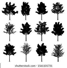 Maple tree silhouettes isolated on white background. Collection of 12 maple trees.