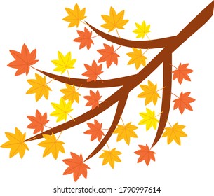 The maple tree which changed color in the autumn
