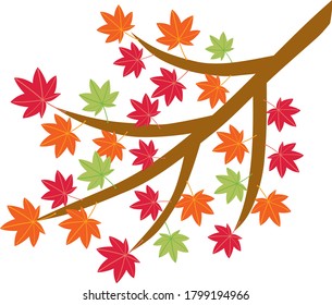 Maple tree which changed color in the autumn