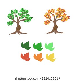 Maple trees with beautiful colors in Summer and Falls or Autumn seasons 
