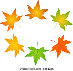 maple vector autumn illustration  nature
