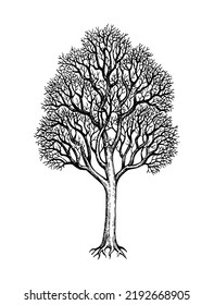 Maple without foliage. Winter tree. Ink sketch isolated on white background. Hand drawn vector illustration. Retro style.