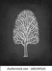 Maple without leaves. Winter tree. Chalk sketch on blackboard background. Hand drawn vector illustration. Retro style.