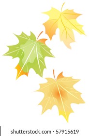 Maple-leaf
