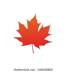 maplemaple leaf  logo icon design template vector