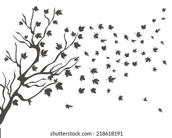 maples falling background