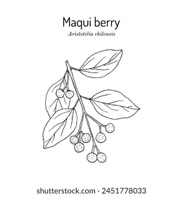 Maqui berry or Chilean wineberry (Aristotelia chilensis), edible and medicinal plant. Hand drawn botanical vector illustration