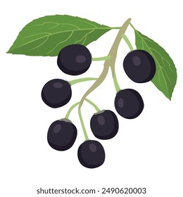 Maqui berry. fresh healthy berries. superfood vector illustration.