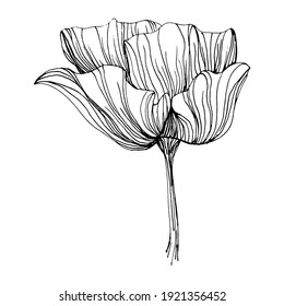 Maquis flower. Poppies floral botanical flower. Isolated illustration element. Vector hand drawing wildflower for background, texture, wrapper pattern, frame or border.