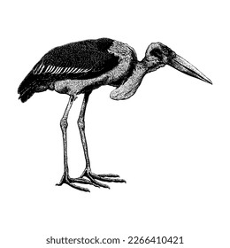 Marabou Stork handgezeichnete Vektorgrafik einzeln auf weißem Hintergrund.