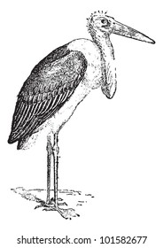 Marabou Stork oder Leptoptilos crumeniferus, vintage gravierte Illustration. Wörterbuch der Wörter und Dinge - Larive und Fleury - 1895