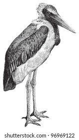 Marabou Stork (Leptoptilos crumeniferus) / vintage illustration from Meyers Konversations-Lexikon 1897