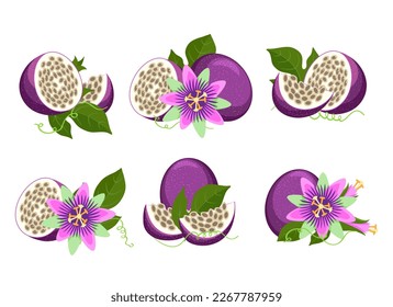 Maracuja and passiflora. Maracuya isolated, purple passion fruits and passionflowers isolated on white background, brazil passion-fruits vector illustration