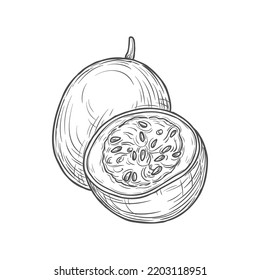 Maracuya isolated cut in half and whole passion fruit sketch. Vector round pepo berry filled with seeds, tropical food Passiflora edulis monochrome icon. Passionfruit section with seeds exotic dessert