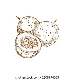 Maracuya isolated whole and cut passion fruit sketch. Vector cross section of exotic food dessert