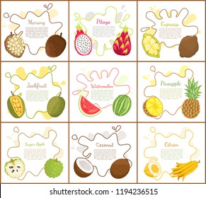 Marang and jackfruit, posters with information on blot. Rambutan and watermelon, pineapple and citron, sugar apple and cupuacu lush slice vector