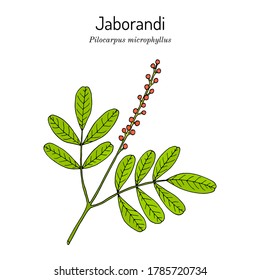 Maranham Jaborandi, Pilocarpus Microphyllus, Medicinal Plant. Hand Drawn Botanical Vector Illustration