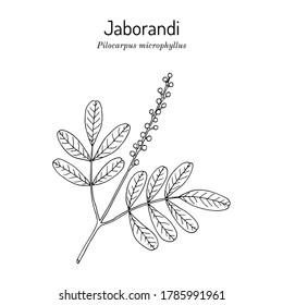 Maranham Jaborandi, Pilocarpus Microphyllus, Medicinal Plant. Hand Drawn Botanical Vector Illustration