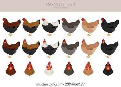 Marans Chicken breeds clipart. Poultry and farm animals. Different colors set.  Vector illustration