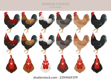 Marans Chicken breeds clipart. Poultry and farm animals. Different colors set.  Vector illustration