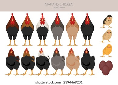 Marans Chicken breeds clipart. Poultry and farm animals. Different colors set.  Vector illustration